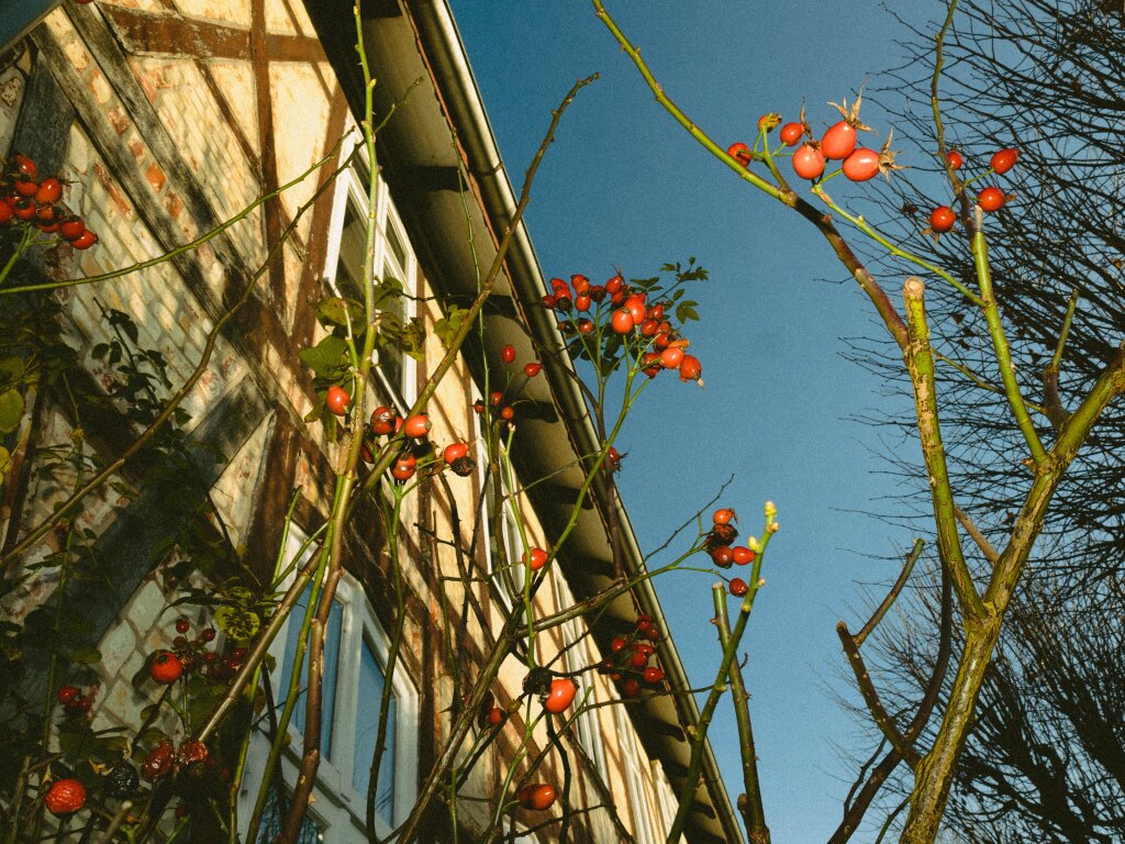 A rosehip bush against a blue fall sky and an old country house.