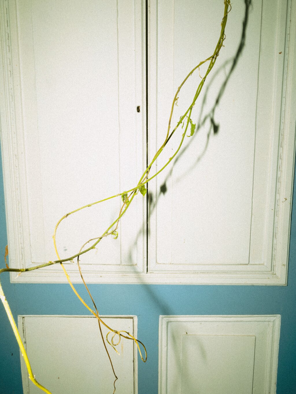 An outdoor plant without leaves in front of a white and blue painted door.